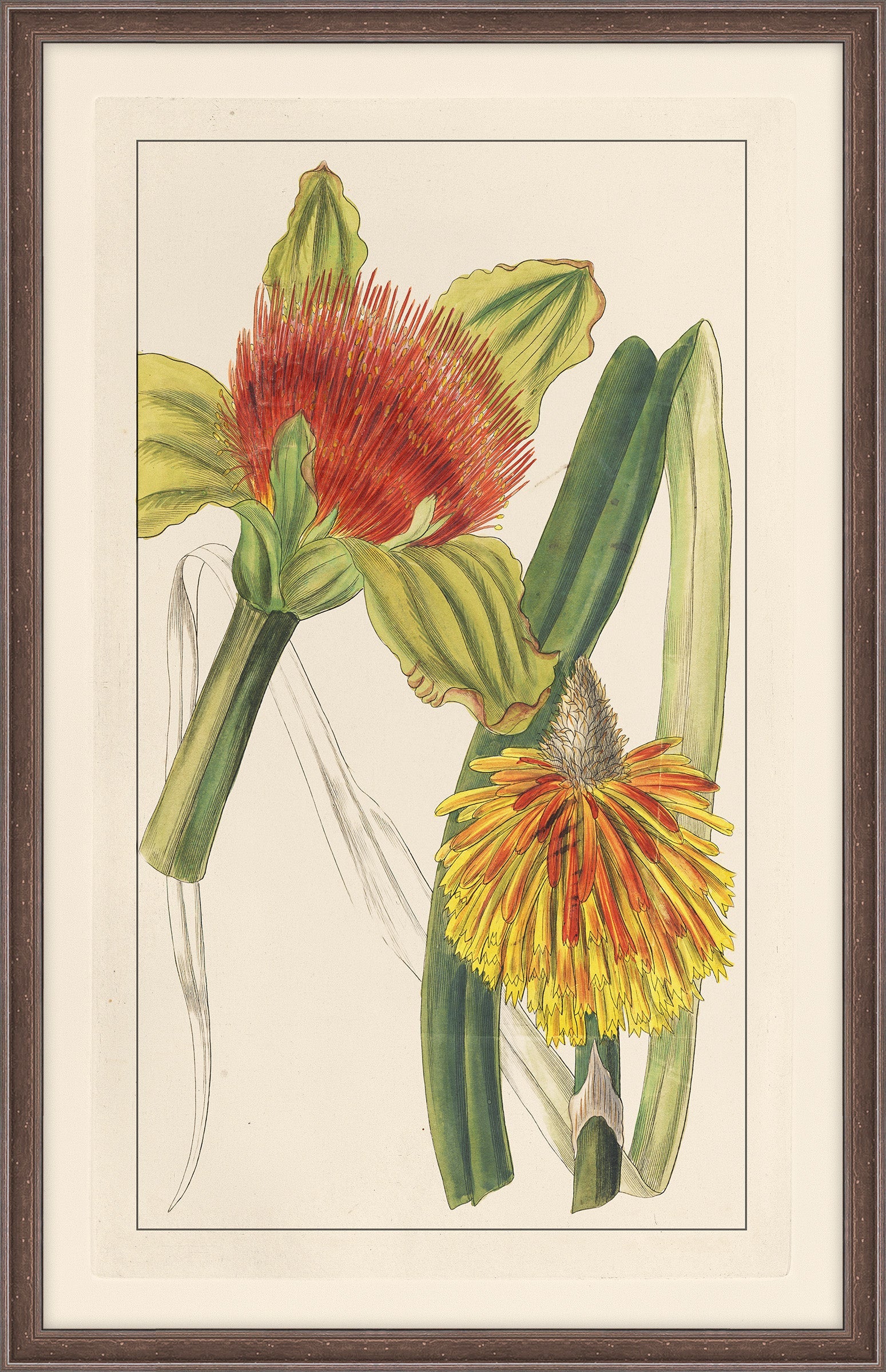 Rachels's Tropicals IV