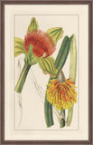 Rachels's Tropicals IV