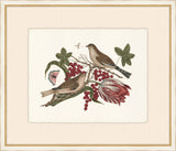 Birds, Blooms, and Bugs II