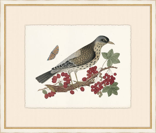 Birds, Blooms, and Bugs III