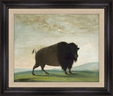 Buffalo Cow, Grazing on the Prairie, George Catlin, 1832-1833
