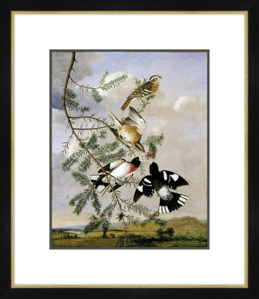 Rose Breasted Grosbeak After John James Audubon by Joseph Bartholomew Kidd