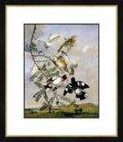 Rose Breasted Grosbeak After John James Audubon by Joseph Bartholomew Kidd