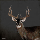 Country Buck Boxed Canvas