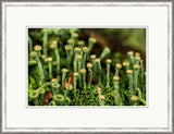 Microcosm I