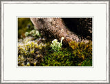 Microcosm II