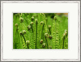 Microcosm III