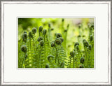 Microcosm IV