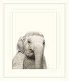 Little Elephant