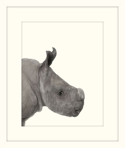 Little Rhino