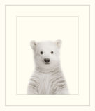 Little Polar Bear
