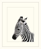 Little Zebra