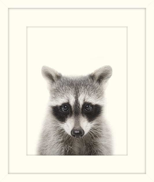 Little Raccoon