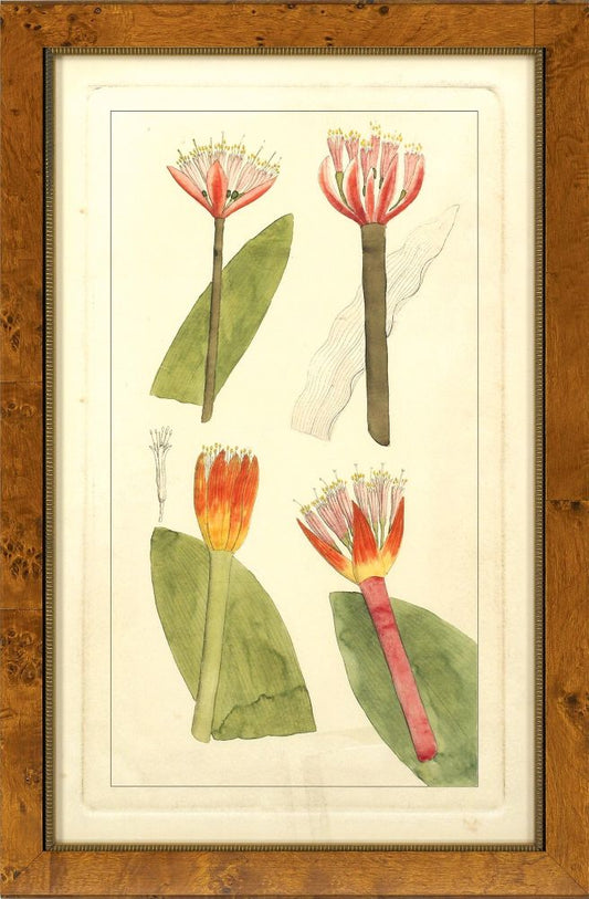 Rachel's Tropicals II