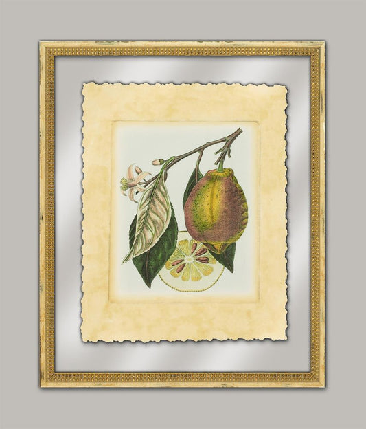 French Lemon Study II