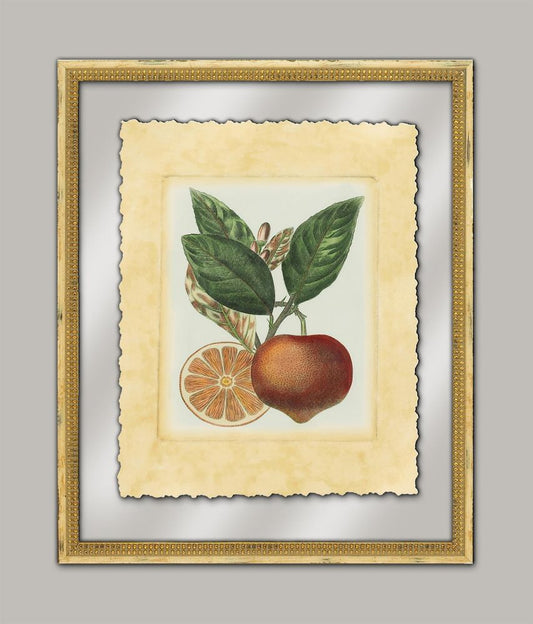 French Orange Study I