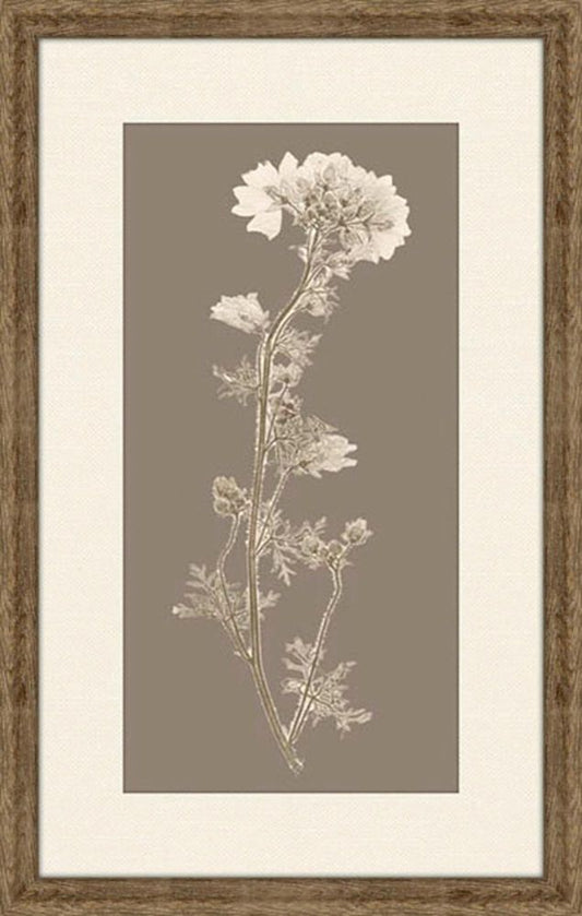 Taupe Nature Study I