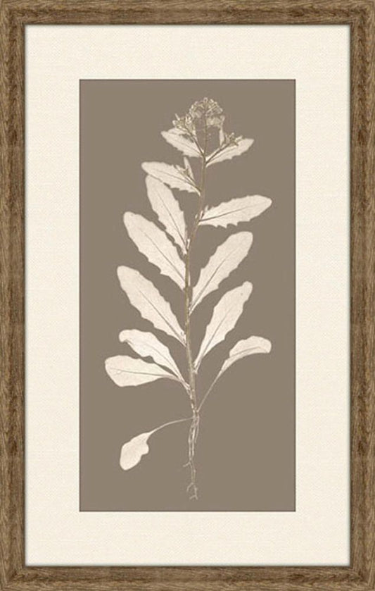 Taupe Nature Study IV
