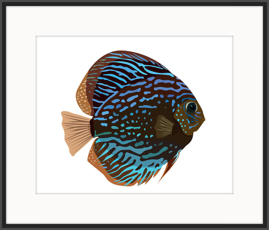 Blue Discus Fish