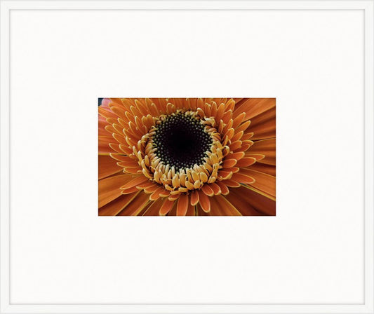 Electric Flowers - Orange I