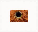 Electric Flowers - Orange I