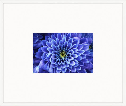 Electric Flowers - Lapis I