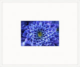 Electric Flowers - Lapis I