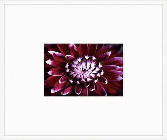 Electric Flowers - Magenta I