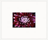 Electric Flowers - Magenta I