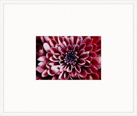 Electric Flowers - Magenta II