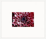 Electric Flowers - Magenta II