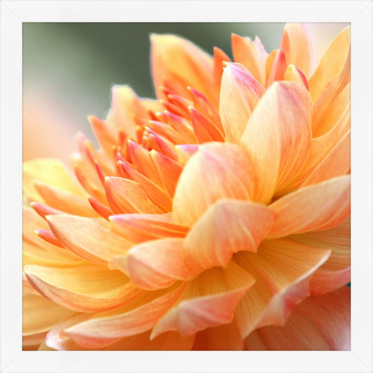 Orange Dahlia I