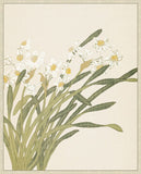 Narcissus I on Canvas