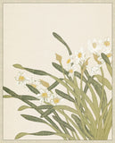 Narcissus II on Canvas