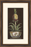 Potted Pineapple II