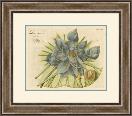 Blue Lotus Flower I