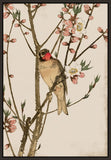 Ruby Throat and Peach Blossoms Petite on Canvas