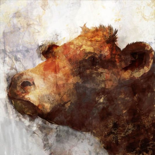 Cow Splash Boxed Canvas