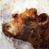 Cow Splash Boxed Canvas