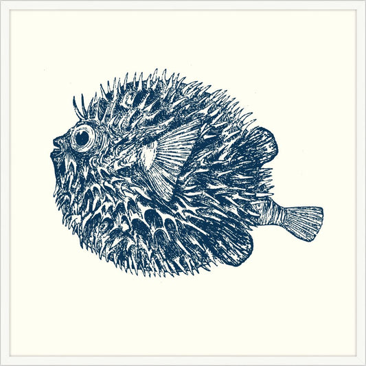 Blowfish in Blue with White Frame