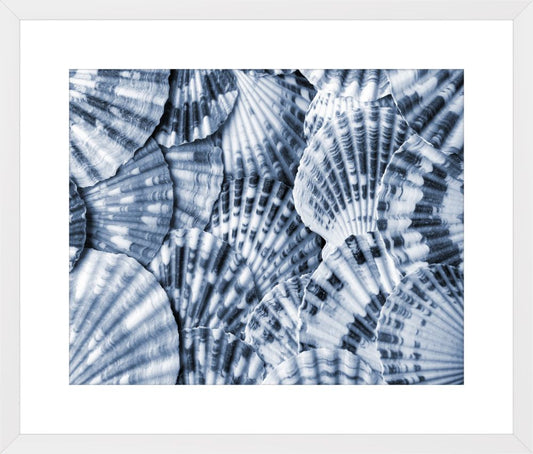 Blue Scallops Shells I