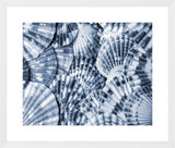 Blue Scallops Shells I