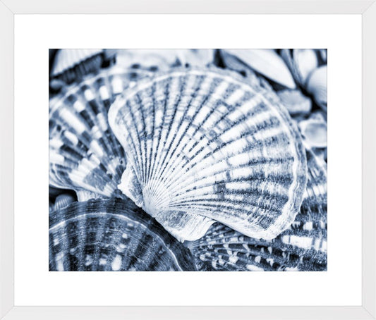 Blue Scallops Shells II