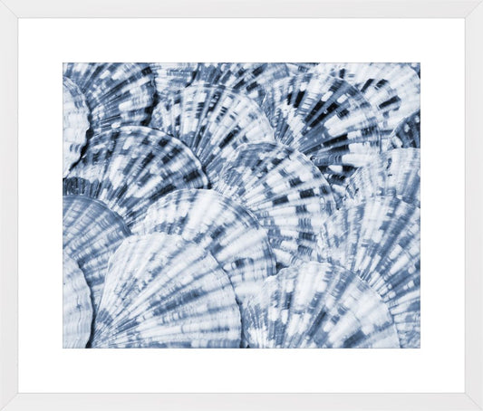 Blue Scallops Shells III