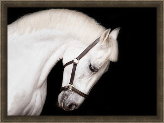 Beauty in a Bridle