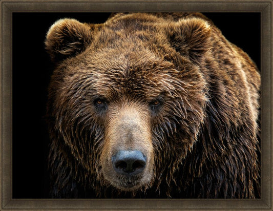 Brown Bear