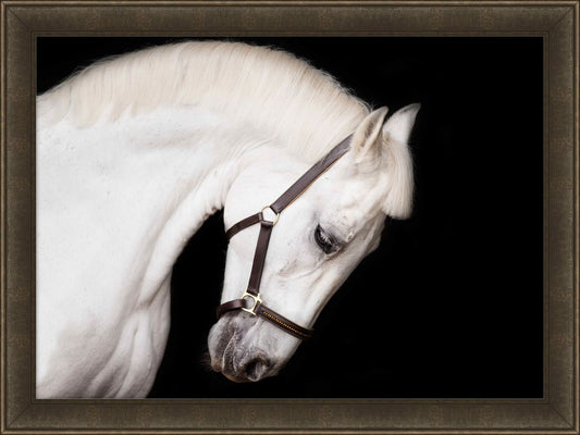 Beauty in a Bridle Petite