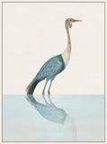 Wattled Crane on Canvas
