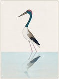 Black Necked Stork on Canvas