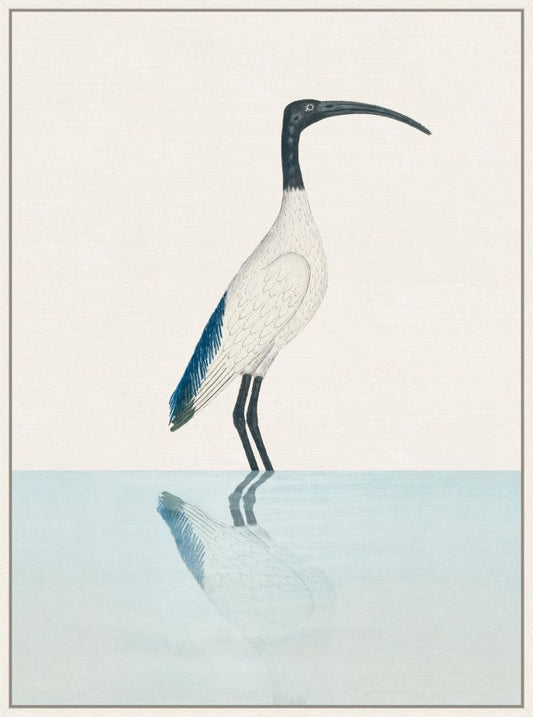 Sacred Ibis on Canvas